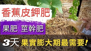 【香蕉皮如何做肥料】快速用香蕉皮自製鉀肥！香蕉皮酵素，香蕉皮鉀肥，自製有機肥！香蕉皮液肥！DIY Banana Peel Fertilizer Easy and quick [upl. by Orten]