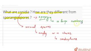 What are conidia  How are they different from sporangiospores   11  BIOLOGICAL CLASSIFICATIO [upl. by Berlyn]