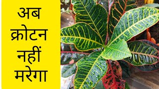 🪴🪴Croton Mistakes and How to Care Croton plants indoorplants garden summer [upl. by Nimsay]