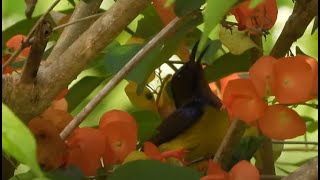 Plainthroated Sunbird♂ 4K [upl. by Tirza]