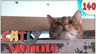 Geheimes Katzenversteck  Catly Minute  140  Balui  Miri33 [upl. by Aelaza]