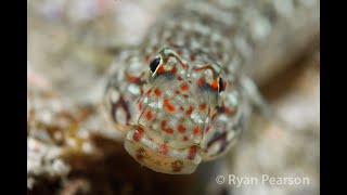 Decorated Sandgoby  Valenciennea decora [upl. by Duma]