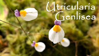 UTRICULARIA E GENLISEA  SCOPRIAMO QUESTE DUE AFFASCINANTI PIANTE CARNIVORE [upl. by Idissak]