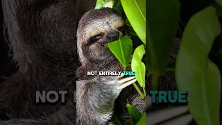 Do Sloths Really Enjoy Hugging People facts animals sloth animaldocumentary [upl. by Eupheemia476]