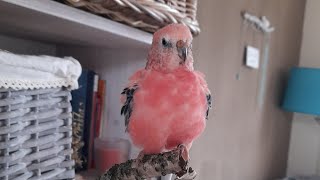 Rosey Bourke parakeet singing [upl. by Cloutman]