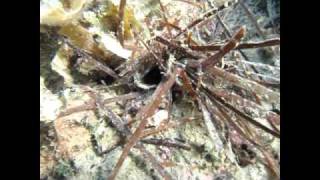 How to find and catch bobbit worm Lov na velikega morskega crva [upl. by Jezreel]