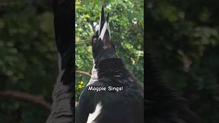 Magpie Sings their heart out and Curious magpie sing sound call 😀 [upl. by Aynot]