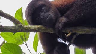 Peruvan Yellow Tailed Woolly Monkey  South America [upl. by Enirehtak734]