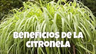 Beneficios De La Citronela [upl. by Yllime935]