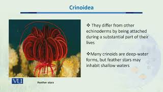 Crinoidea  Biodiversity amp EvolutionII  BT201Topic049 [upl. by Stephen]