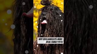 Why Bergamascos Are Ideal Family Pet bergamasco dogfacts shortsvideo [upl. by Elrebmik]