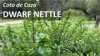 STINGING DWARF NETTLE Urtica urens aka Annual Nettle identification uses herbal medicine [upl. by Eymaj719]