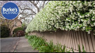 Star Jasmine Trachelospermum jasminoides Burkes Backyard [upl. by Ellehsal]