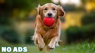 12 Hours of Deep separation anxiety music for dogs 🐶 Calming for dogs with anxiety 🐶 No ads [upl. by Anaeda877]