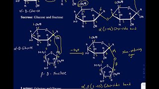 How to identify the glycosidic linkage in Maltose lactose sucrose starch glycogen and cellulose [upl. by Hanid]