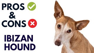 Ibizan Hound Pros and Cons  Ibizan Hound Advantages and Disadvantages AnimalPlatoon [upl. by Giuseppe]