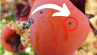 MOSCA de la FRUTA 5 formas de eliminarla🪰🍑 [upl. by Iel]