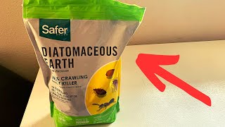 Why I Use the Safer Diatomaceous Earth Bug Killer Worth it [upl. by Eurd]