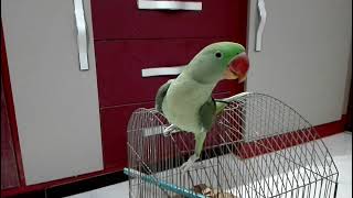 Beautiful Alexandrine Parrot Talking  Mithu [upl. by Henryson]