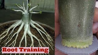 Adenium Root Training Method for bonsai [upl. by Atnuhs]