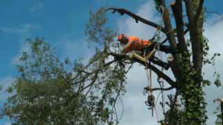 Tree Cutting Tree Surgeon Climbing Arborist [upl. by Godliman]