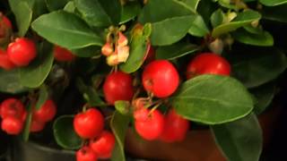 Gaultheria procumbens Big Berry [upl. by Helman]