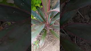 Cordyline plant my garden update garden plants gardening [upl. by Shornick]