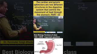 Cardiac and Pyloric Sphincters biology Class 10th shorts science boardexams [upl. by Aikim36]