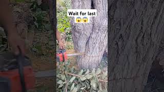 quotApricot Tree Trimming Best PracticesquotCutting Back Apricot Trees When andshortvideoviarl [upl. by Dlareg780]