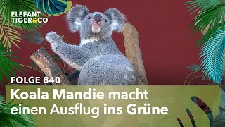 Das Mädchen muss an die frische Luft Folge 840  Elefant Tiger amp Co  MDR [upl. by Lauer]