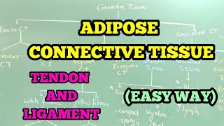 ADIPOSE CONNECTIVE TISSUE  TENDON AND LIGAMENT EASY WAY [upl. by Grevera]