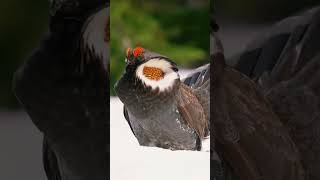 Sooty Grouse youtubeshorts birds birdsbeauty shorts [upl. by Eadmund]