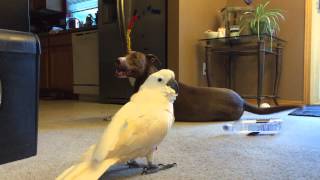 Gotcha the Cockatoo protecting his Pitbull buddy [upl. by Sheaff386]