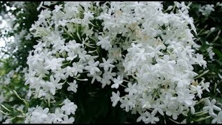 एक छोटे से मोगरा प्लांट को कैसे केअर करने से ज्यादा फूल मिलेगा how Get more flower in a small jasmin [upl. by Yttik172]