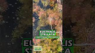 Eustralis Stellata quotVery strong very purplequot WILD Aquarium Plant For Sale [upl. by Marcy880]