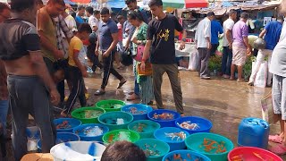 recent aquarium fish price update  galiff street fish market  galiff street new video  28012024 [upl. by Ennairoc474]