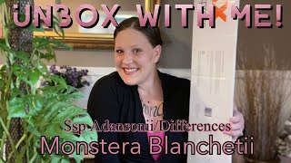 UnBox with ME Monstera BLANCHETII Ssp Adansonii Differences [upl. by Akiehsat]