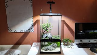 Bonsai Tree Paludarium  Exo Terra  Alasdair Aquatics [upl. by Harrington]