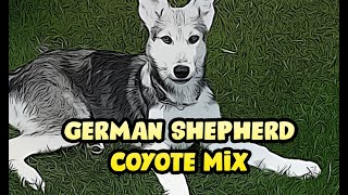 Coyote German Shepherd Hybrid Mix Dog Breed Guide [upl. by Lynne641]