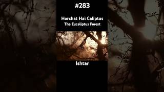 Horchat Hai Caliptus Ishyar shorts [upl. by Donny481]