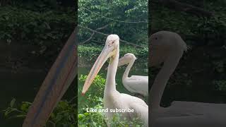 Great White Pelican  Wing flapping Competition [upl. by Ahsieni]