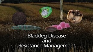 Blackleg disease and resistance management [upl. by Nissy498]