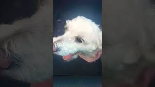 My dog dancing 5 [upl. by Siram]