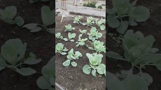 sisters kitchen garden 🏡viralsong viralvideo trend trending short shortvideo [upl. by Nancy155]