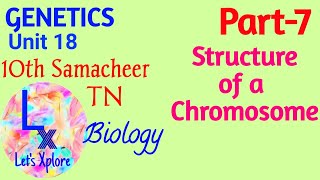 10th std Biology  Unit 18 Genetics  Structure Of A Chromosome  Part 7  Samacheer Kalvi TN [upl. by Lutim88]