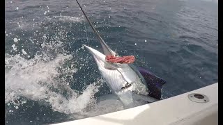 Exciting Fishing Adventure in South Florida Reeling in Stunning Sailfish [upl. by Akimahs]