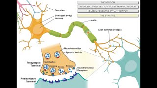 Intro to Neuroscience [upl. by Eiroc630]