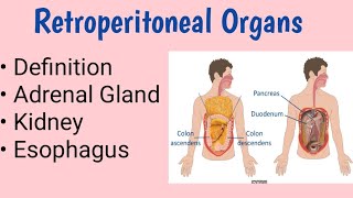 Retroperitoneal Organs [upl. by Rutledge]