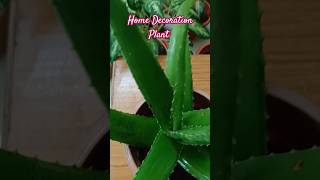 alovera snake plant Singoniyam Croton plant [upl. by Morly]