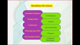 Codominance Pleiotropy Multiple alleles amp Polygenic inheritance [upl. by Nomzaj693]